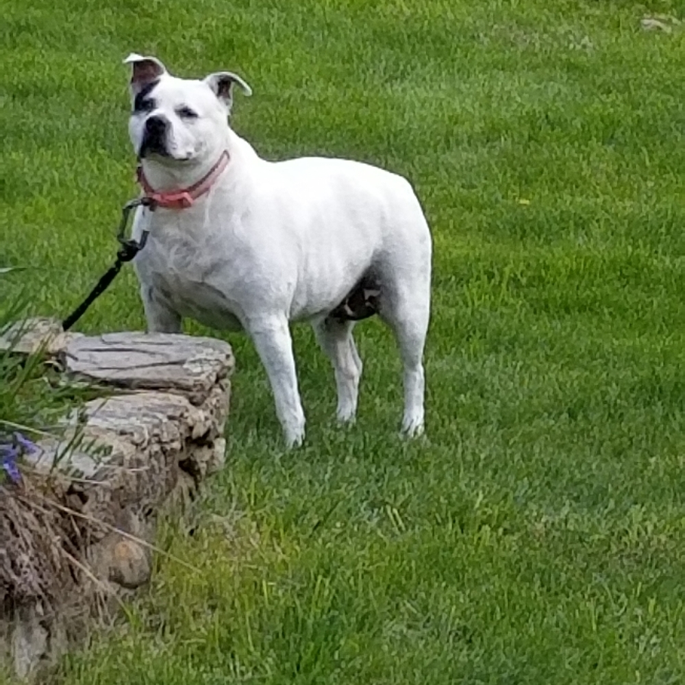 Bella - Picture 6 of 6